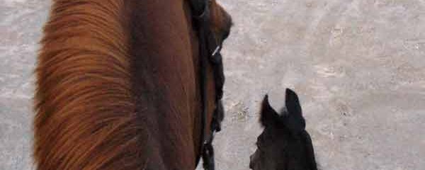 Horse Listening - Horses riding life